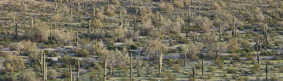 Arizona