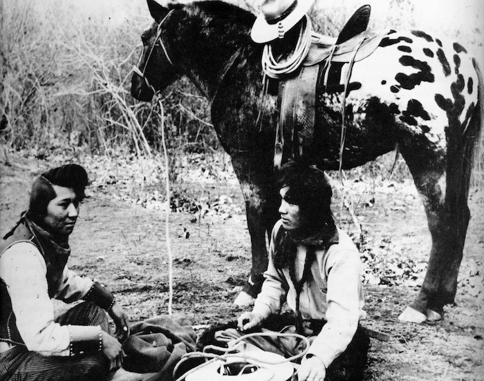 Apaloosa Horse