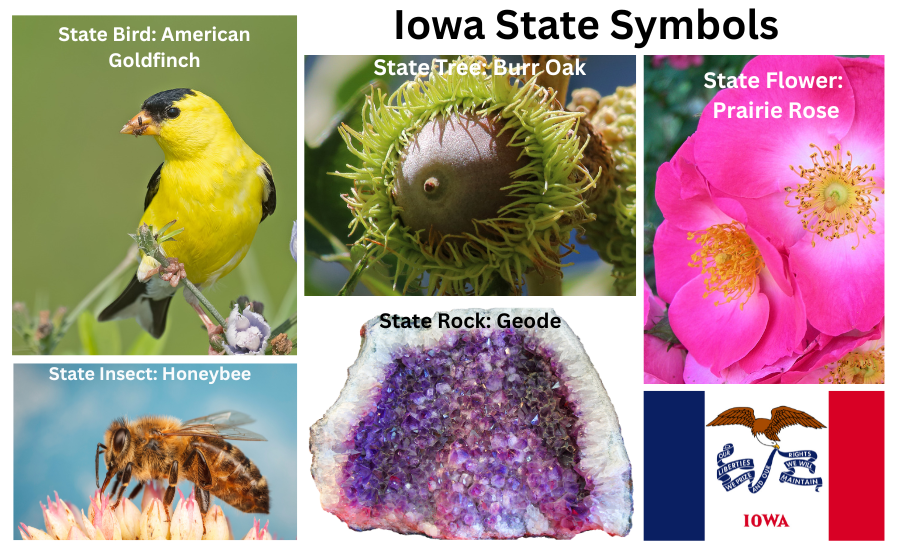 Illinois Symbols