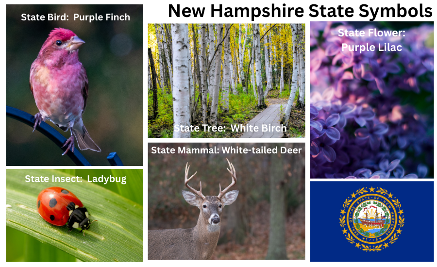 Connecticut Symbols
